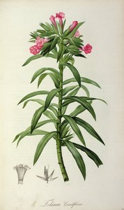 Echium Grandiflorum, a „Le Jardin de Malmaison”-ból, 1802